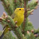 kuslar tuhaf davranmaya basladi bu insanliga uyari GD6ZKVAw