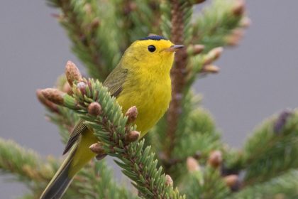 kuslar tuhaf davranmaya basladi bu insanliga uyari GD6ZKVAw