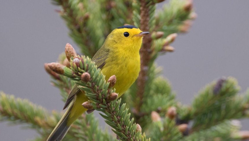 Kuşlar tuhaf davranmaya başladı: "Bu, insanlığa uyarı" 71 kuslar tuhaf davranmaya basladi bu insanliga uyari GD6ZKVAw