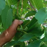 malatyada mevsim disinda meyve veren ceviz agaclari sasirtti 8IJYXy1L