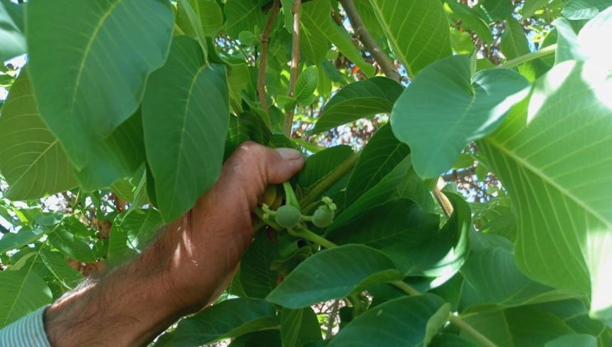 malatyada mevsim disinda meyve veren ceviz agaclari sasirtti 8IJYXy1L