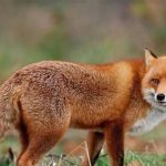 malatyada yaban hayvanlari havadan asilanacak OKYPncLe