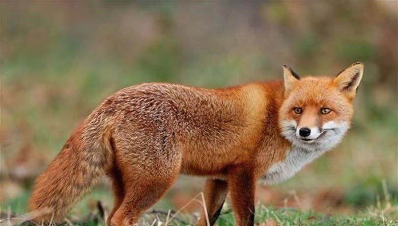 malatyada yaban hayvanlari havadan asilanacak OKYPncLe