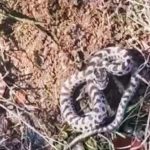 mantar ararken karsilasti dunyanin en zehirlisi x6utcr6r