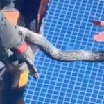 mersinde site havuzunda 15 metrelik yilan panigi 6JbaQWnd