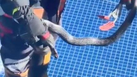 Mersin'de site havuzunda 1,5 metrelik yılan paniği 71 mersinde site havuzunda 15 metrelik yilan panigi 6JbaQWnd