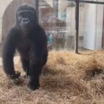 nijeryaya gidecekti goril zeytin turkiyede kalacak EGcqnydT