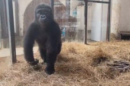 nijeryaya gidecekti goril zeytin turkiyede kalacak EGcqnydT