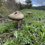 ormandan topladiklari mantari yiyen cift zehirlendi rdjPRs2U