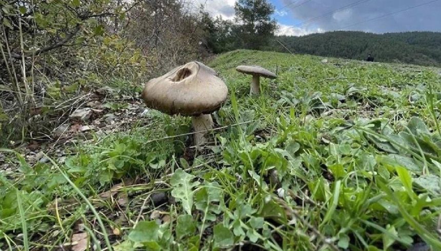 ormandan topladiklari mantari yiyen cift zehirlendi rdjPRs2U