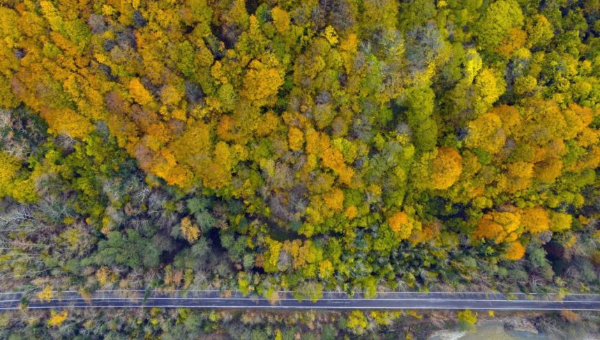 safranbolu ve amasra ortasinda kopru agac tunel yol SIzrLROJ