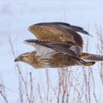 sahin avi degerliye patladi iki sahsa 1 milyon lirayi asan ceza LepkdAiw