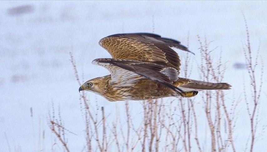 sahin avi degerliye patladi iki sahsa 1 milyon lirayi asan ceza LepkdAiw