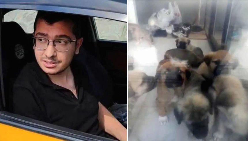 sahiplendigi kopekleri katleden doktora 9 yil 9 ay mahpus cezasi EfW5d3Ck