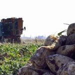 seker pancari alim fiyatibelli oldu Bp87JRV4