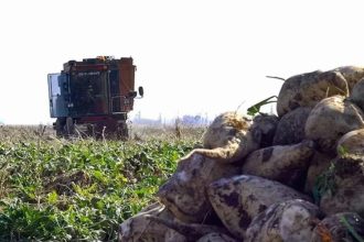 seker pancari alim fiyatibelli oldu Bp87JRV4