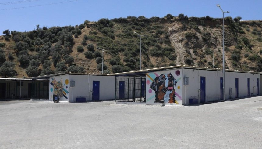 Sokak hayvanları için 244 bin metrekarelik ömür alanı 71 sokak hayvanlari icin 244 bin metrekarelik omur alani UfdMfHAW