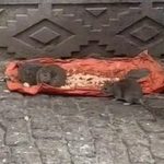 tekirdagda fareler sokaklari basti 6yV5NHKx