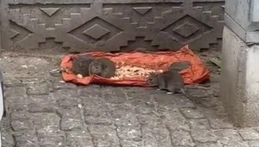 Tekirdağ'da "fareler sokakları bastı 71 tekirdagda fareler sokaklari basti 6yV5NHKx