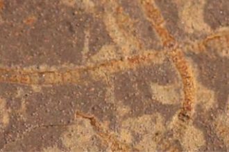 33 milyar yillik kayalarda kadim hayatin izleri bulundu nRsStcPk