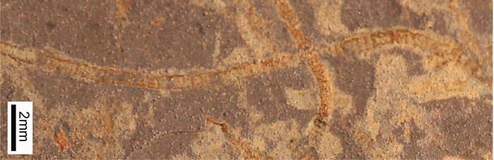 33 milyar yillik kayalarda kadim hayatin izleri bulundu nRsStcPk