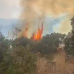 aydinda orman yangini alevlere mudahale suruyor Qe9xrucN