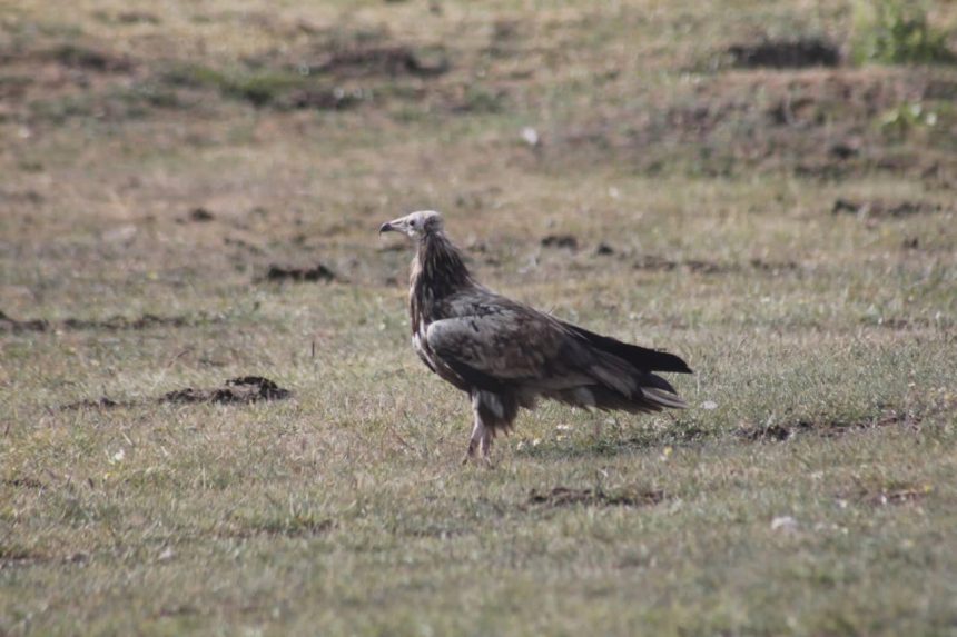bayburtta goruldu jenerasyonu tehlike altinda olan misir akbabasi ABDJsfv1