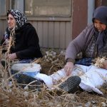 beyaz altin olarak biliniyor hasat sonrasi agir mesai aGMMQHpR