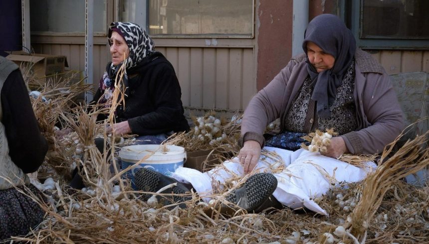 beyaz altin olarak biliniyor hasat sonrasi agir mesai aGMMQHpR