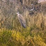 bitkin halde bulunan gri balikcil bakima alindi hmkC2LrW