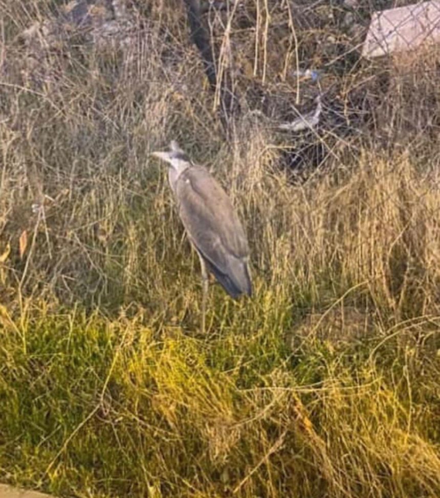 bitkin halde bulunan gri balikcil bakima alindi hmkC2LrW