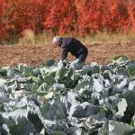 deden toruna kalan cet tohumundan 30 yildir uretiyor hfv1wEB6