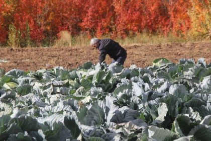 deden toruna kalan cet tohumundan 30 yildir uretiyor hfv1wEB6