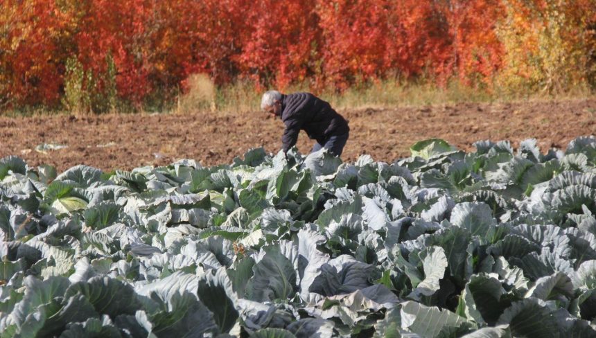 deden toruna kalan cet tohumundan 30 yildir uretiyor hfv1wEB6