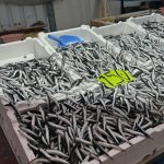 dun 50 tlydi bugun 150 hava bozdu hamsinin fiyati firladi sw7XgOV9