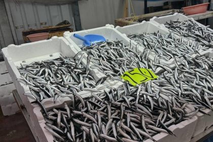 dun 50 tlydi bugun 150 hava bozdu hamsinin fiyati firladi sw7XgOV9