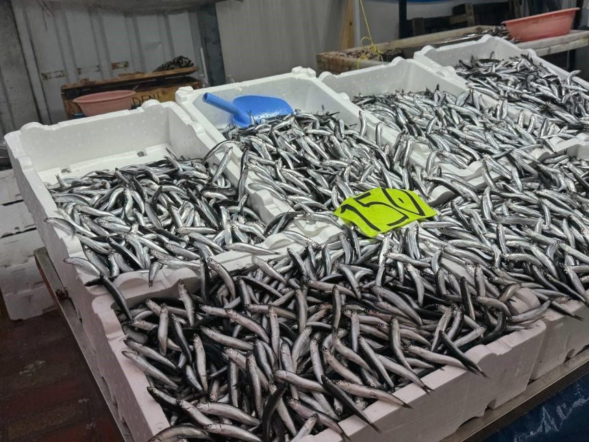 Dün 50 TL'ydi bugün 150... Hava bozdu, hamsinin fiyatı fırladı 71 dun 50 tlydi bugun 150 hava bozdu hamsinin fiyati firladi sw7XgOV9