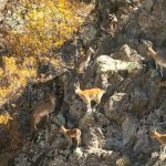 erzincan daglarinda yaban kecileri goruntulendi wSCd9ti4