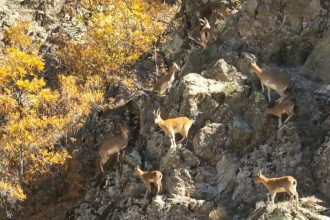 erzincan daglarinda yaban kecileri goruntulendi wSCd9ti4