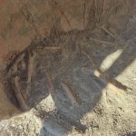 hafriyat calismasinda mo 1500e iliskin yilina iliskin insan kemikleri bulundu YOmFHGPG