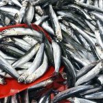 hamsi fiyatlarini firtina vurdu vnc8U6DJ