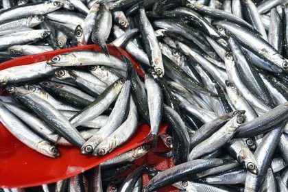 hamsi fiyatlarini firtina vurdu vnc8U6DJ