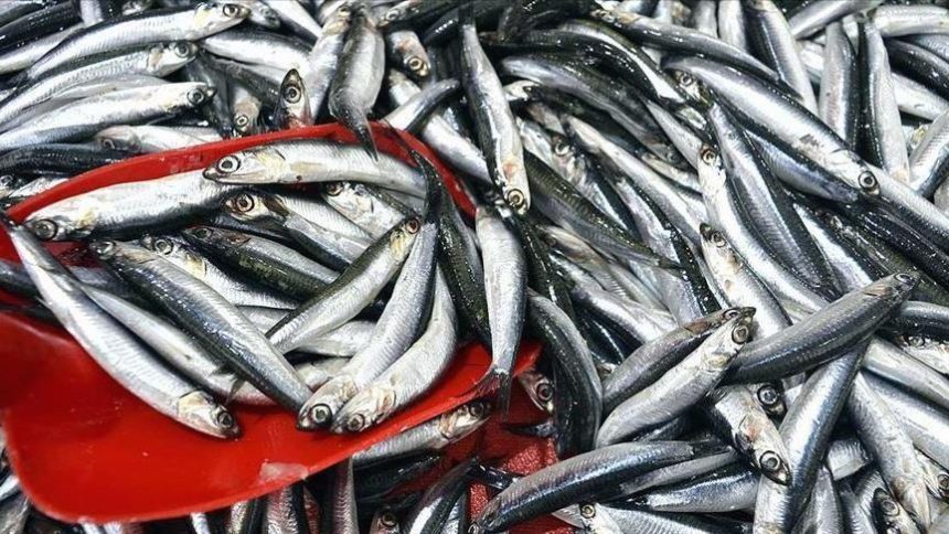 hamsi fiyatlarini firtina vurdu vnc8U6DJ