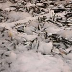 hamsi ve sardalya bollugu balikcilarin yuzunu guldurdu nN76he1Z