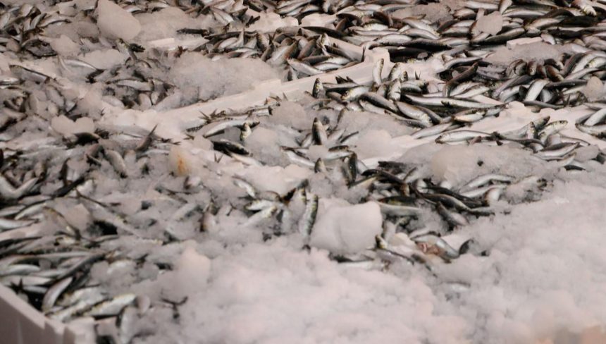 hamsi ve sardalya bollugu balikcilarin yuzunu guldurdu nN76he1Z