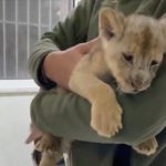 istanbulda yavru aslan ele gecirildi 95VdO6xI