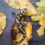 jenerasyonu tehlike altindaki turk semenderi adanada goruldu IuVy34n9