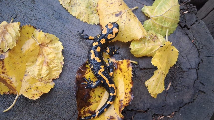 jenerasyonu tehlike altindaki turk semenderi adanada goruldu IuVy34n9