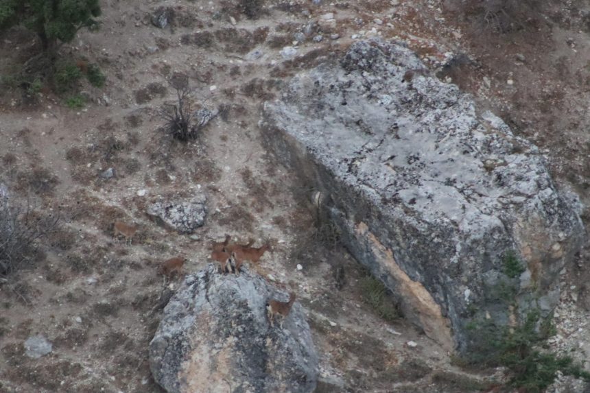 jenerasyonu tukenme tehlikesi altinda tuncelide goruldu HXgScMC8