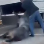 kamyonetin ardina bagladigi ati dakikalarca surukledi W9icOOPl